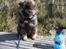 Eurasier Coda (Callistra’s Alderaan)