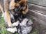 Eurasier Coda (Callistra’s Alderaan)
