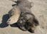 Eurasier Coda (Callistra’s Alderaan)