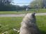 Keeshond Asdis - House of Keesgaard A Silver Past 