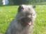 Keeshond Asdis - House of Keesgaard A Silver Past 