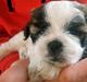 Shih tzu Micha