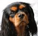 Cavalier king charles spaniel Choko