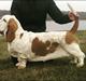 Basset hound Longbodys Clean and Sober (Loui)