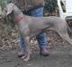 Weimaraner Hot Shoot´s Prida (Frida) HD A