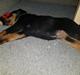 Rottweiler Floppy Dogs 1. Queen