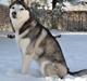 Siberian husky Mesmocan Kida of Kiowa (Kida)