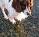 Field Trial Springer Spaniel sepa's Louie