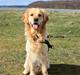 Golden retriever Nero