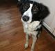 Border collie Zento 