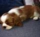 Cavalier king charles spaniel Figgo ( Colourworld's Cristopher Ewing )