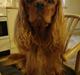 Cavalier king charles spaniel Rex - himmelhund den 12.juni 2023