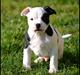 Staffordshire bull terrier *NUTTY*
