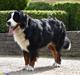 Berner sennenhund Lady Xiera's Teddy Bear (Leopold) 