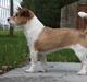 Jack russell terrier Alina