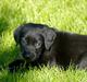 Labrador retriever Mille