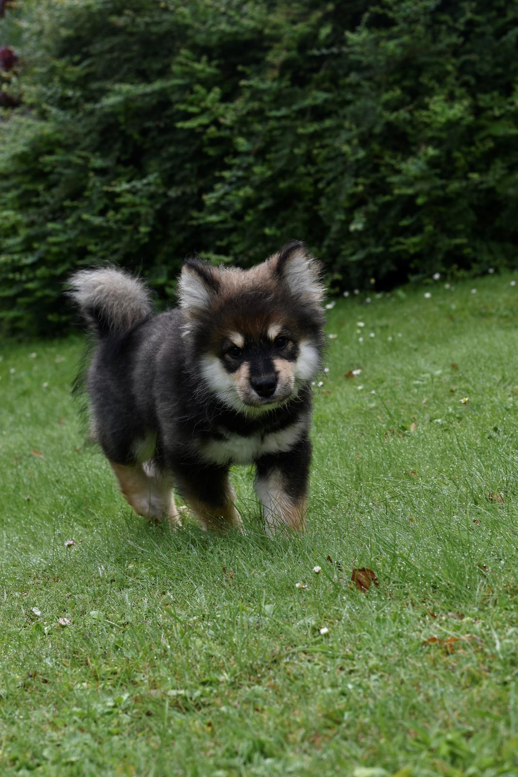Finsk lapphund Eli billede 38