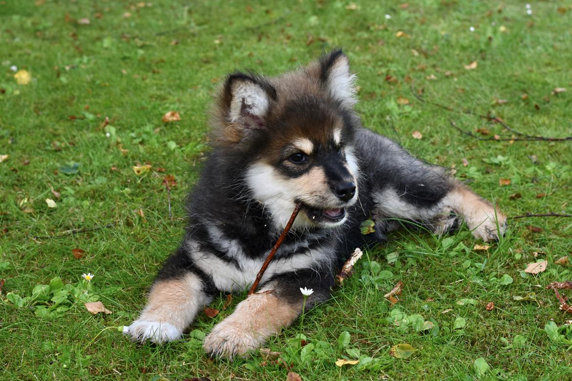 Finsk lapphund Eli billede 37