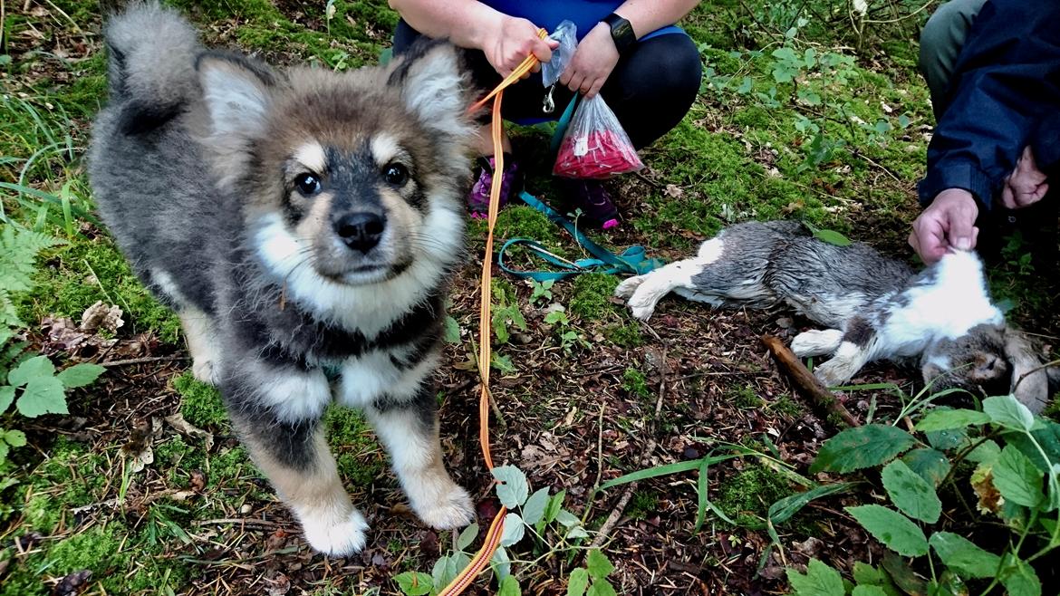 Finsk lapphund Eli billede 36