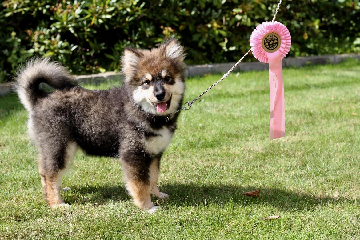 Finsk lapphund Eli billede 33