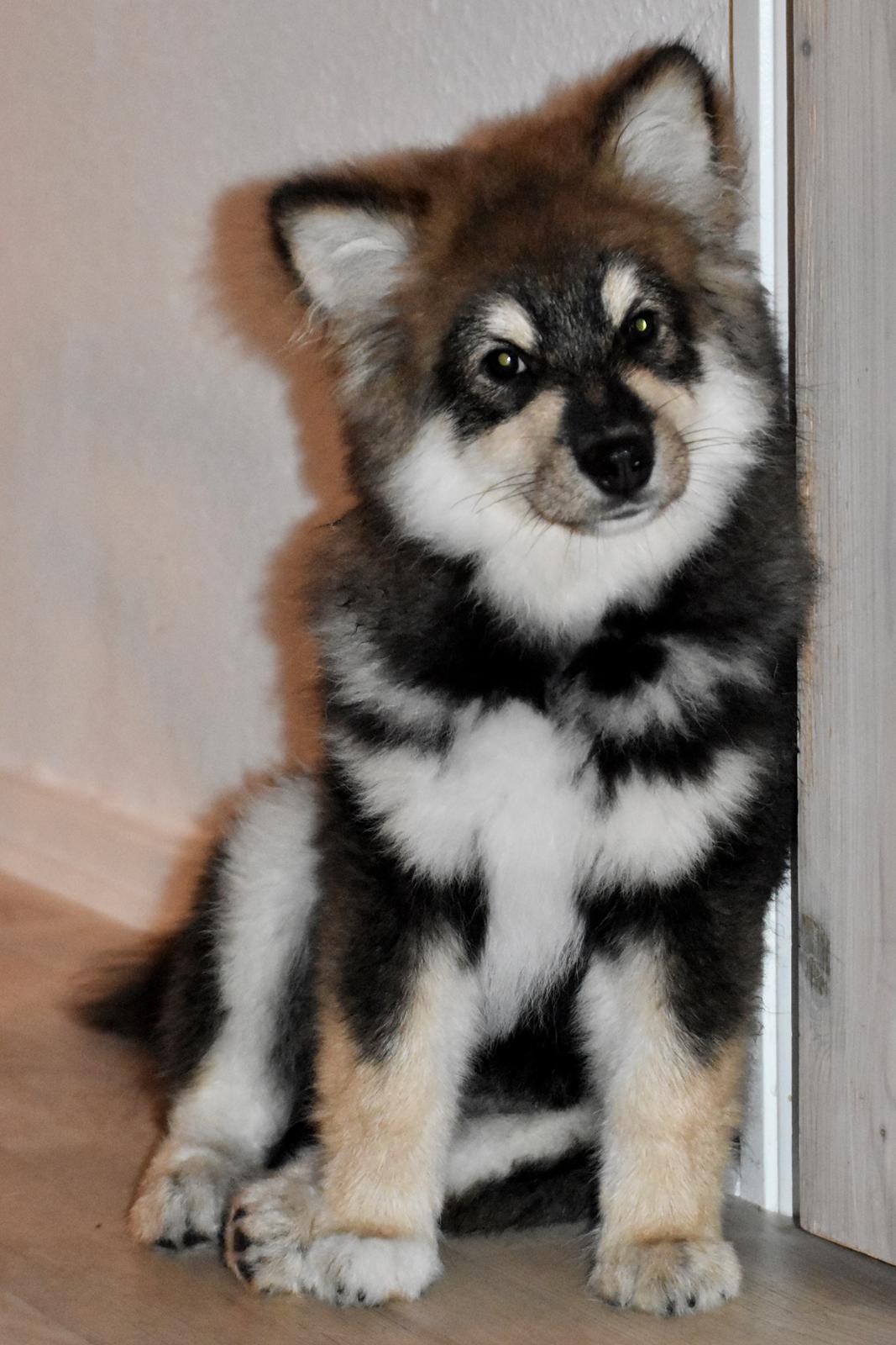 Finsk lapphund Eli billede 32