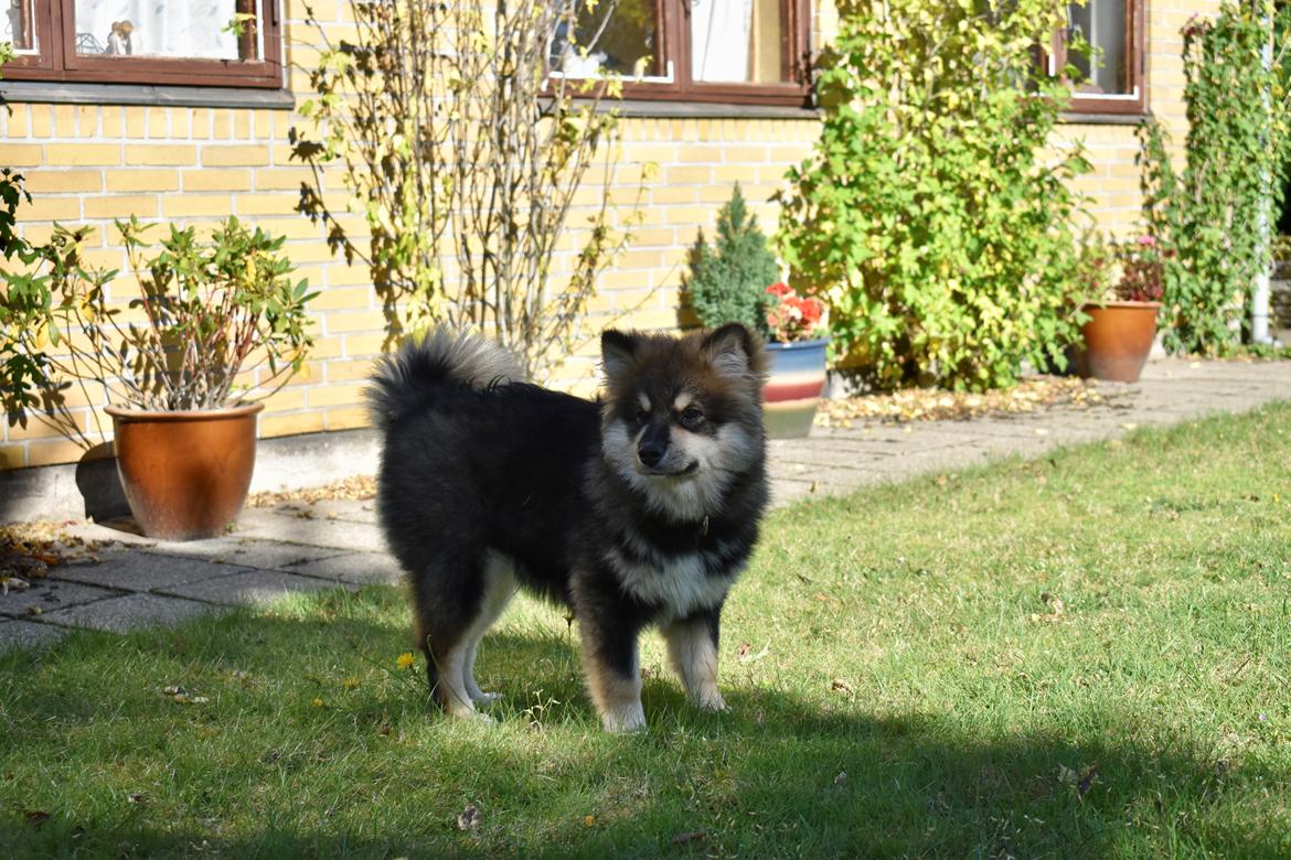 Finsk lapphund Eli billede 31