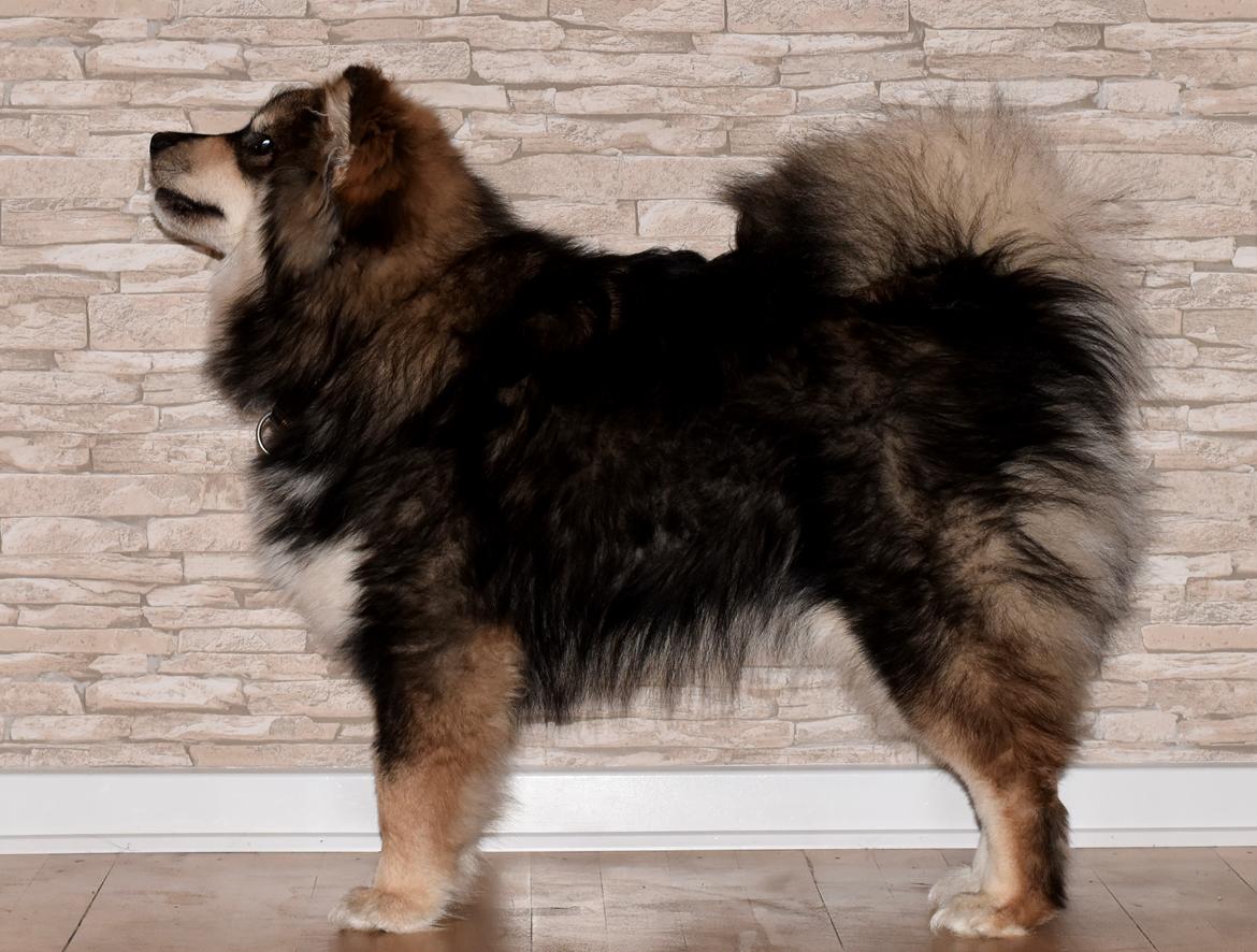 Finsk lapphund Eli billede 29