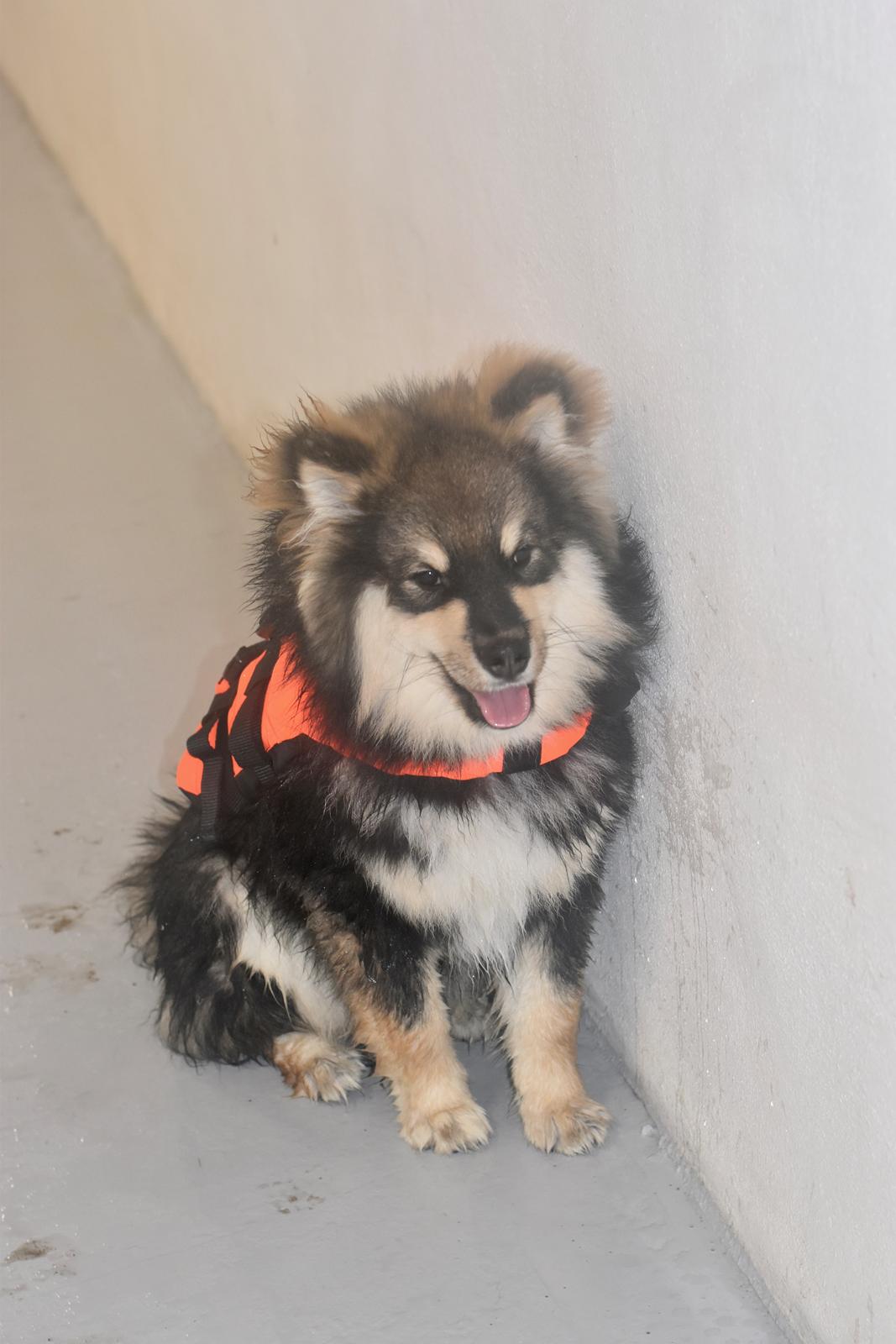Finsk lapphund Eli billede 28