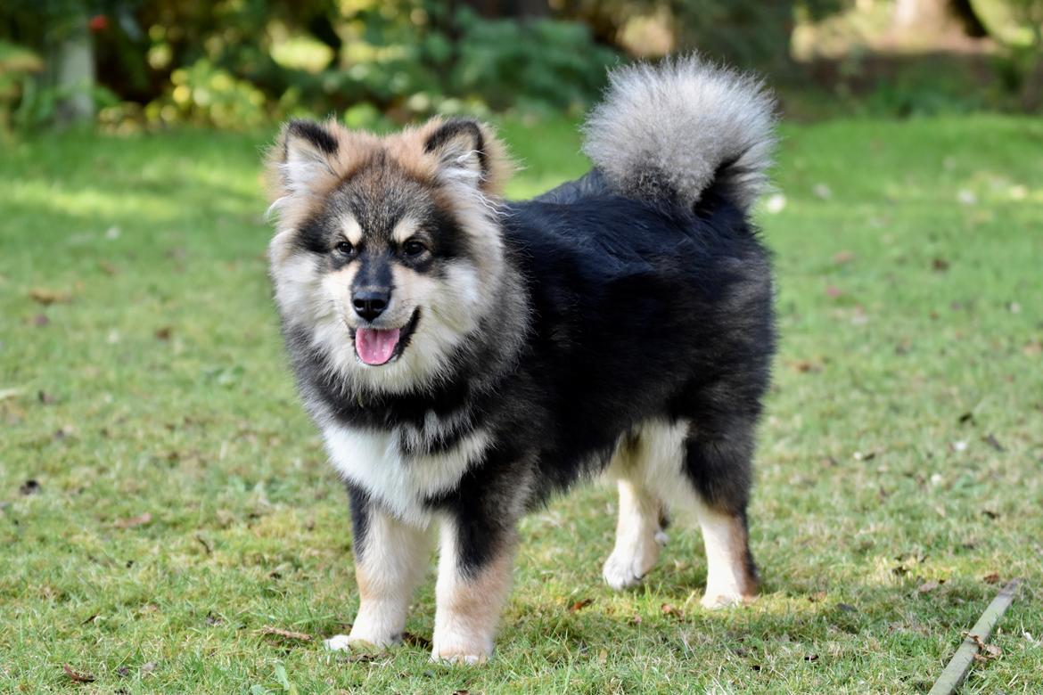 Finsk lapphund Eli billede 30