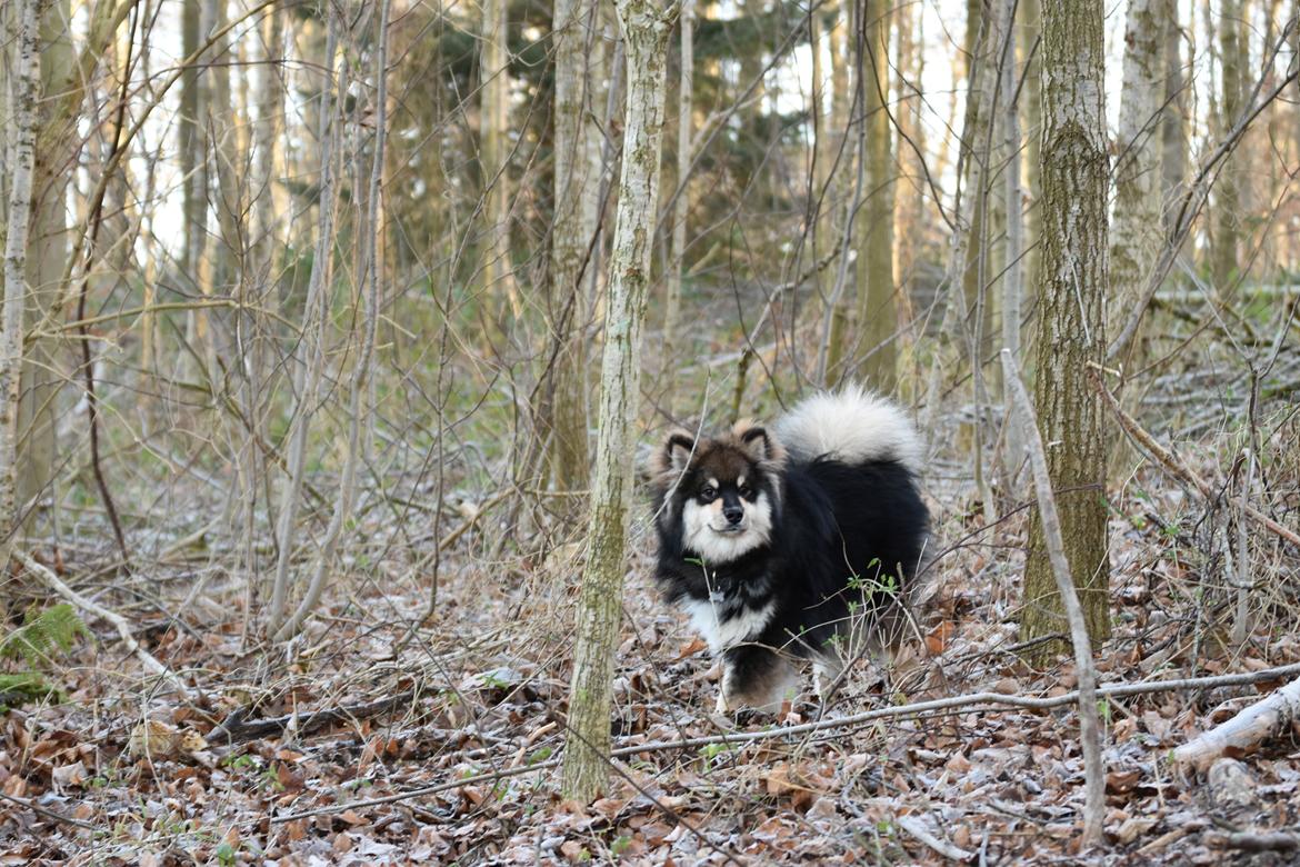 Finsk lapphund Eli billede 26