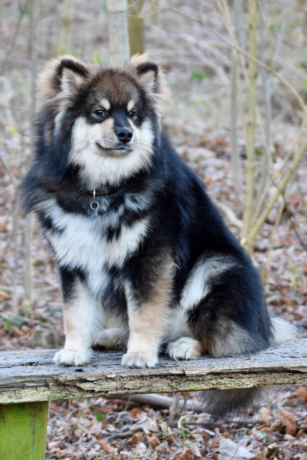 Finsk lapphund Eli billede 25