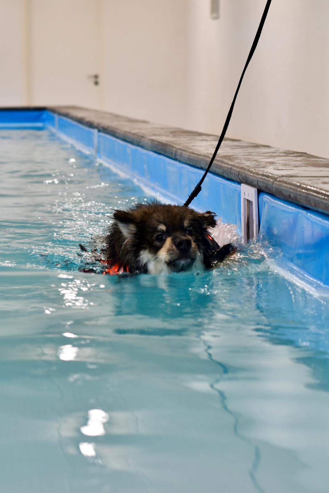 Finsk lapphund Eli billede 27
