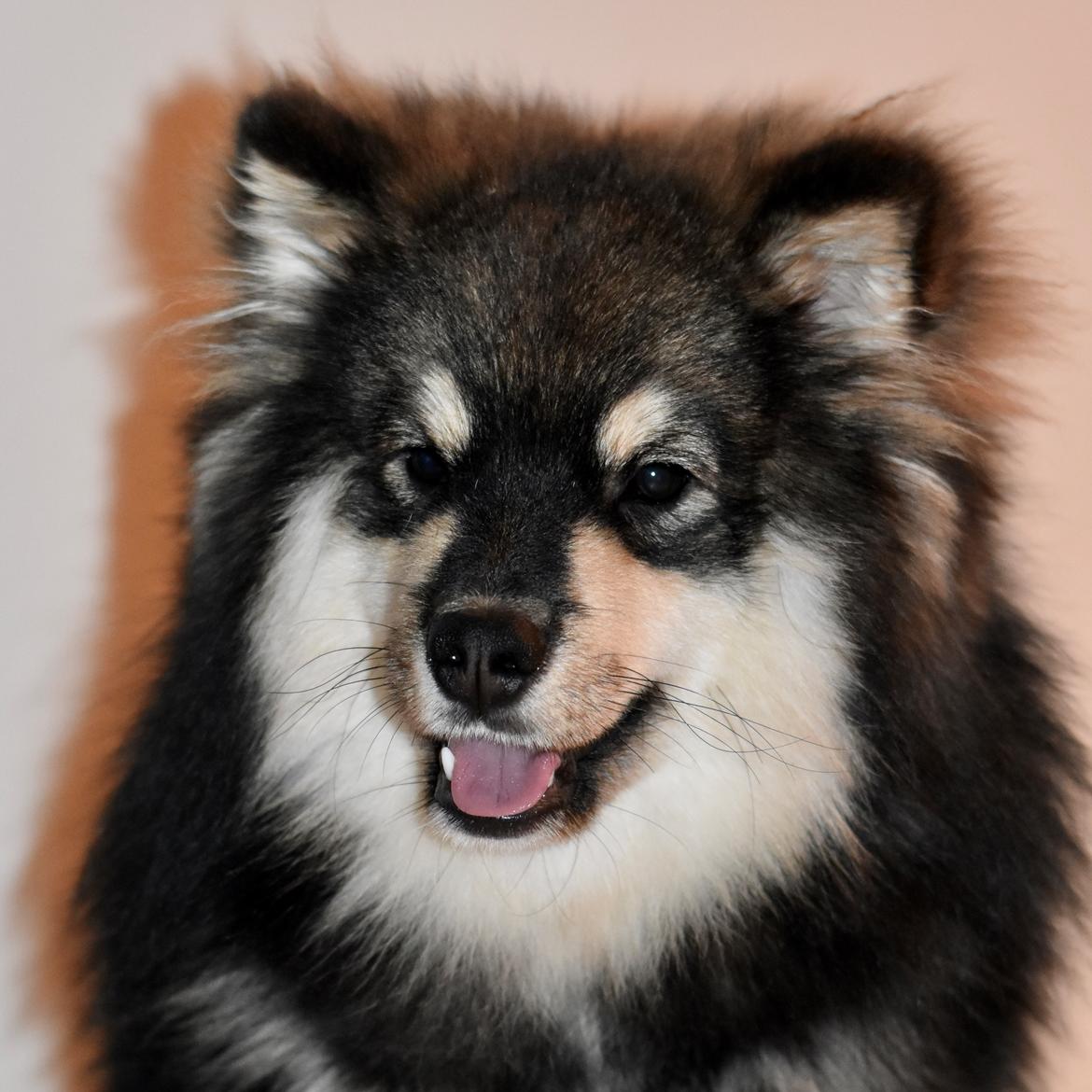 Finsk lapphund Eli billede 24
