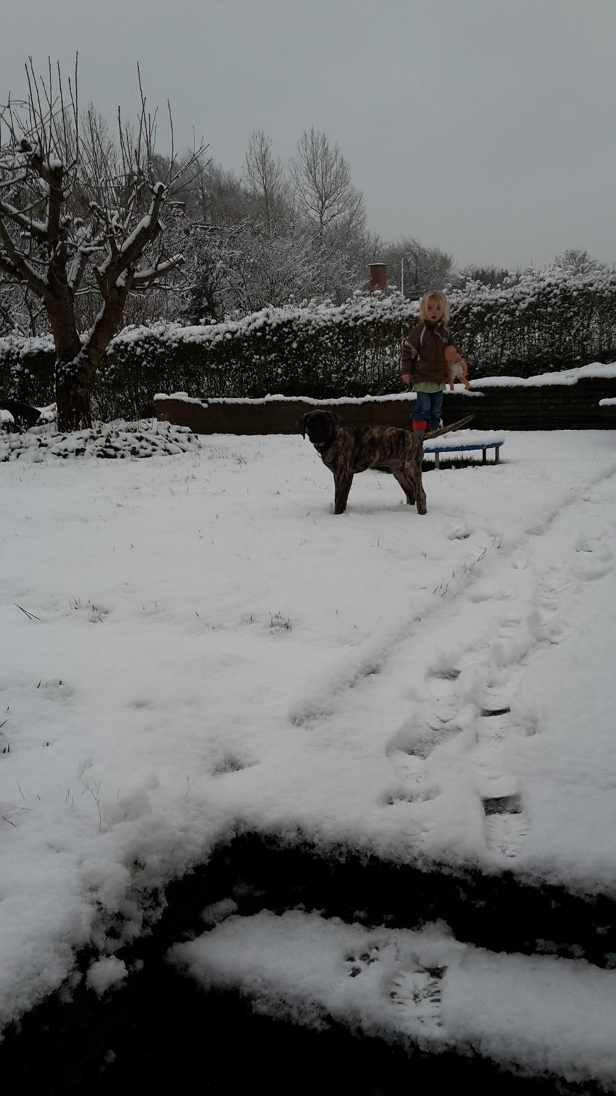 Dogo canario Bako billede 8