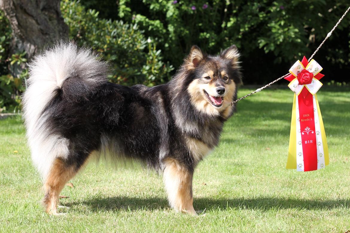 Finsk lapphund Silke  billede 6