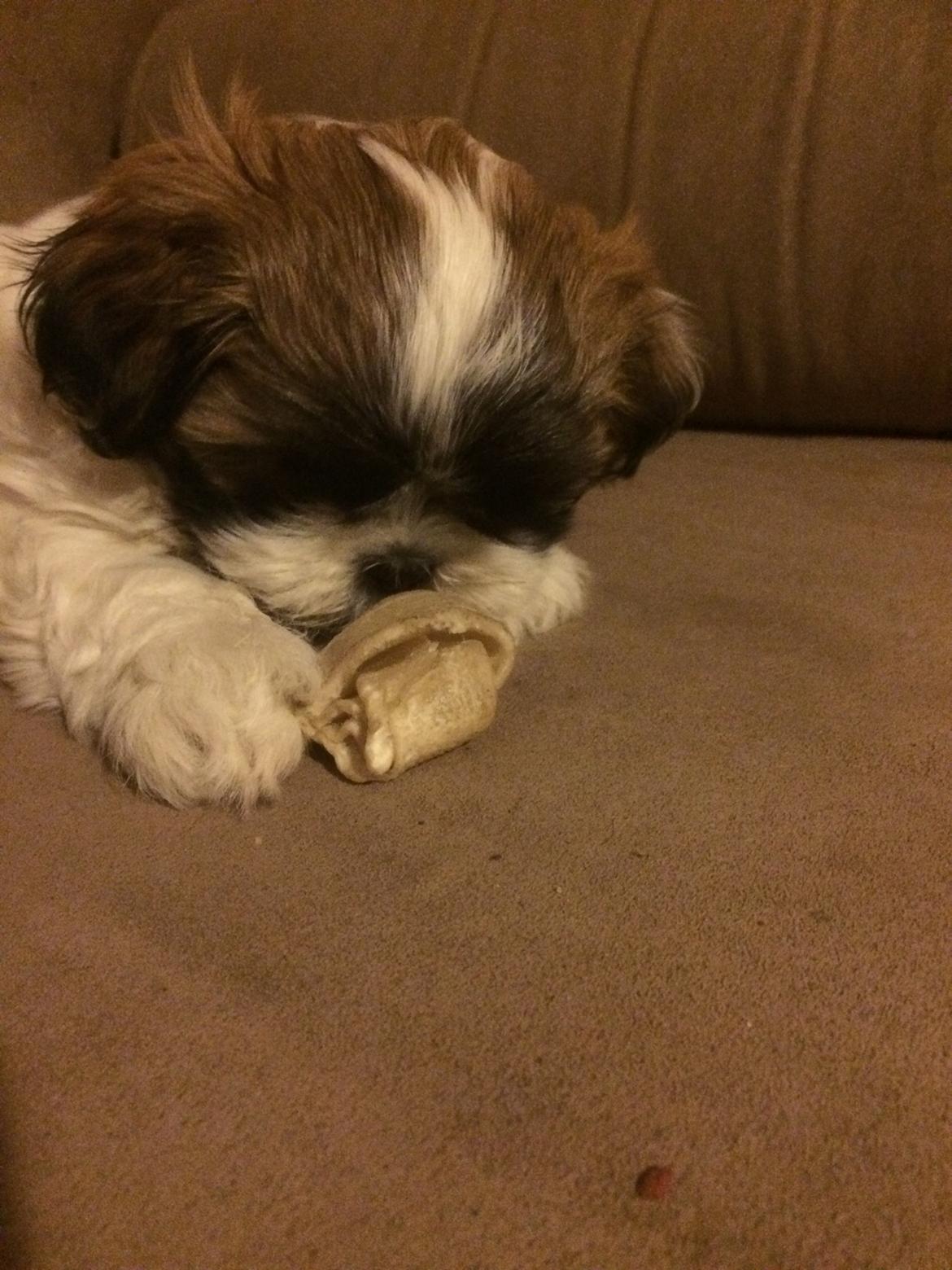 Shih tzu Micha billede 5