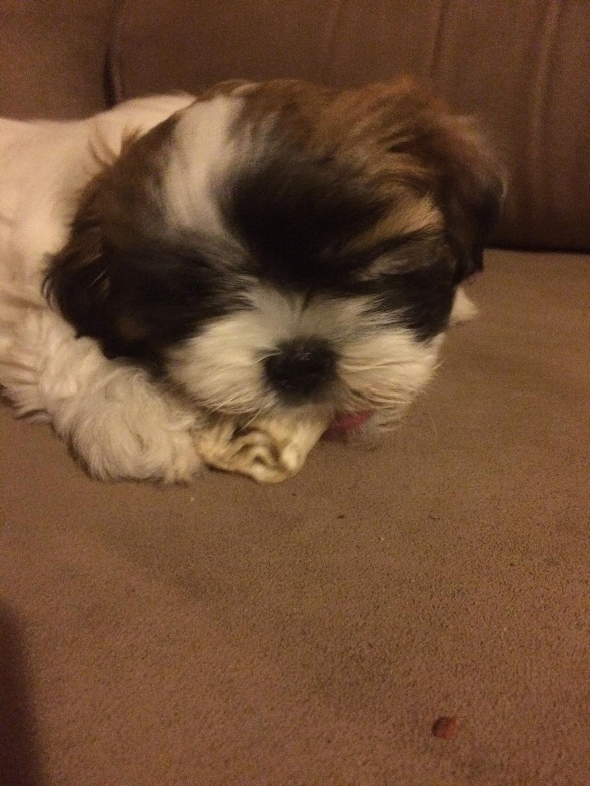 Shih tzu Micha billede 7