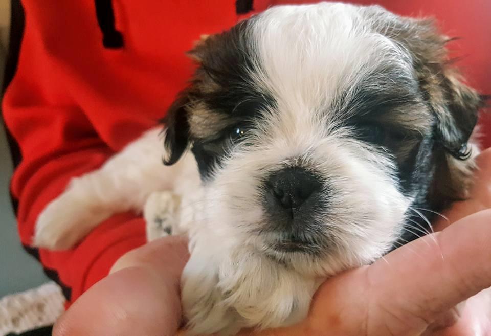 Shih tzu Micha billede 1