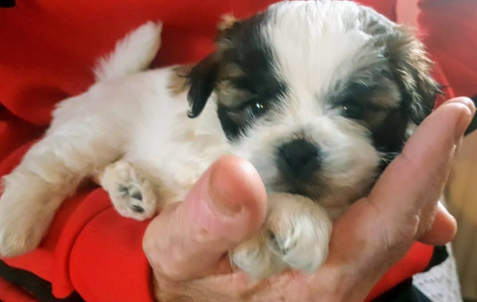 Shih tzu Micha billede 6