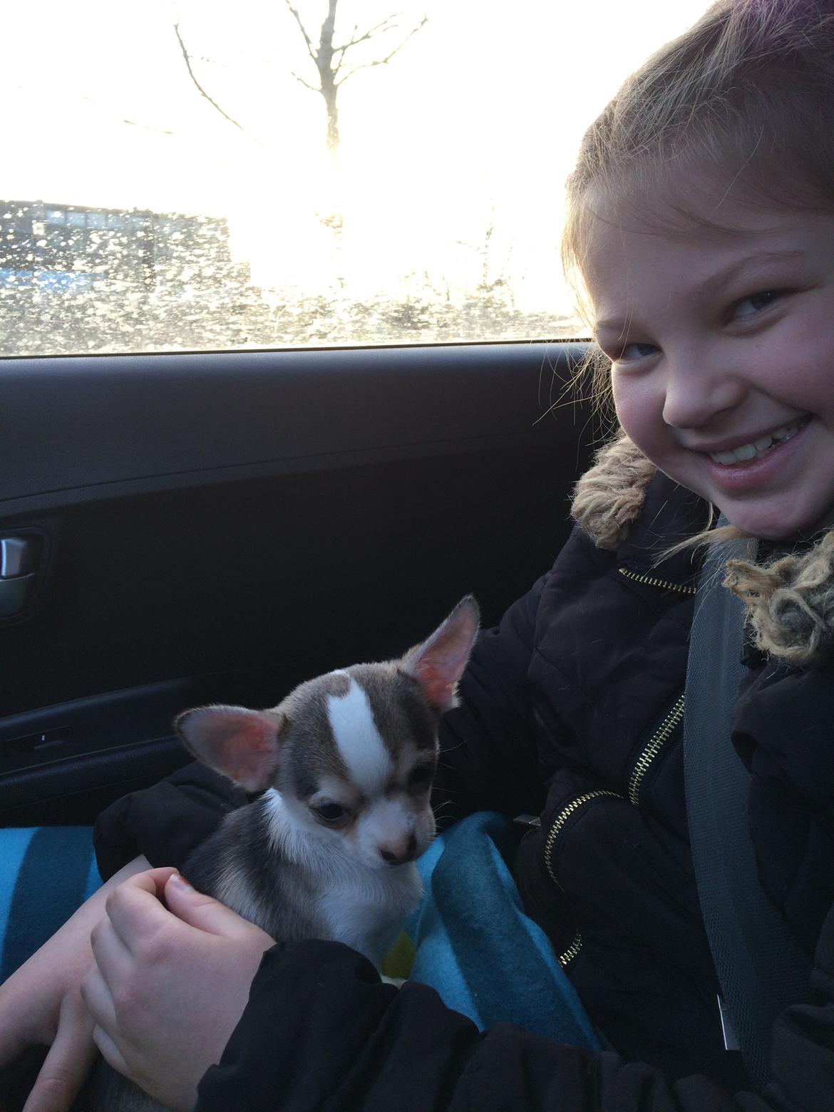 Chihuahua Huxi billede 3