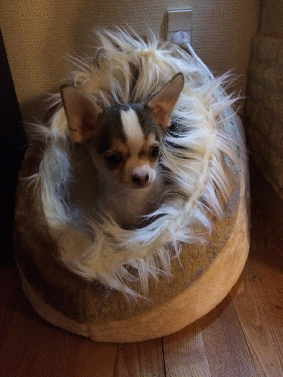 Chihuahua Huxi - Hans nye kurv er godkendt :-) billede 4