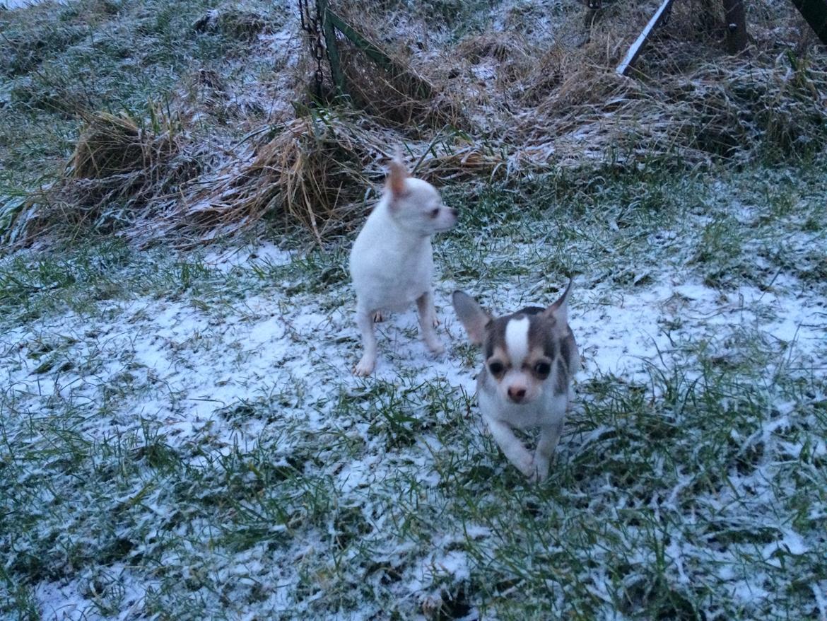 Chihuahua Huxi billede 6