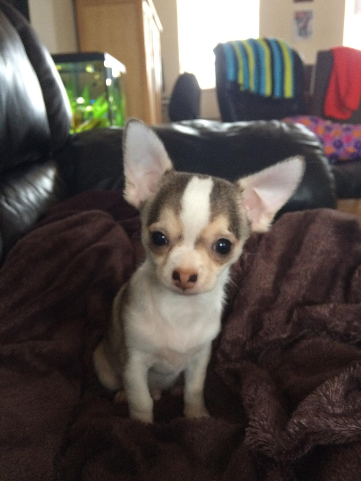 Chihuahua Huxi billede 7