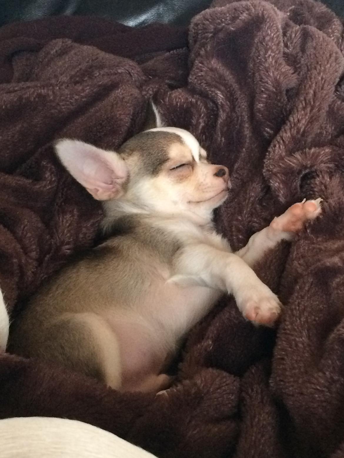 Chihuahua Huxi - <3 ååårhhh... billede 2