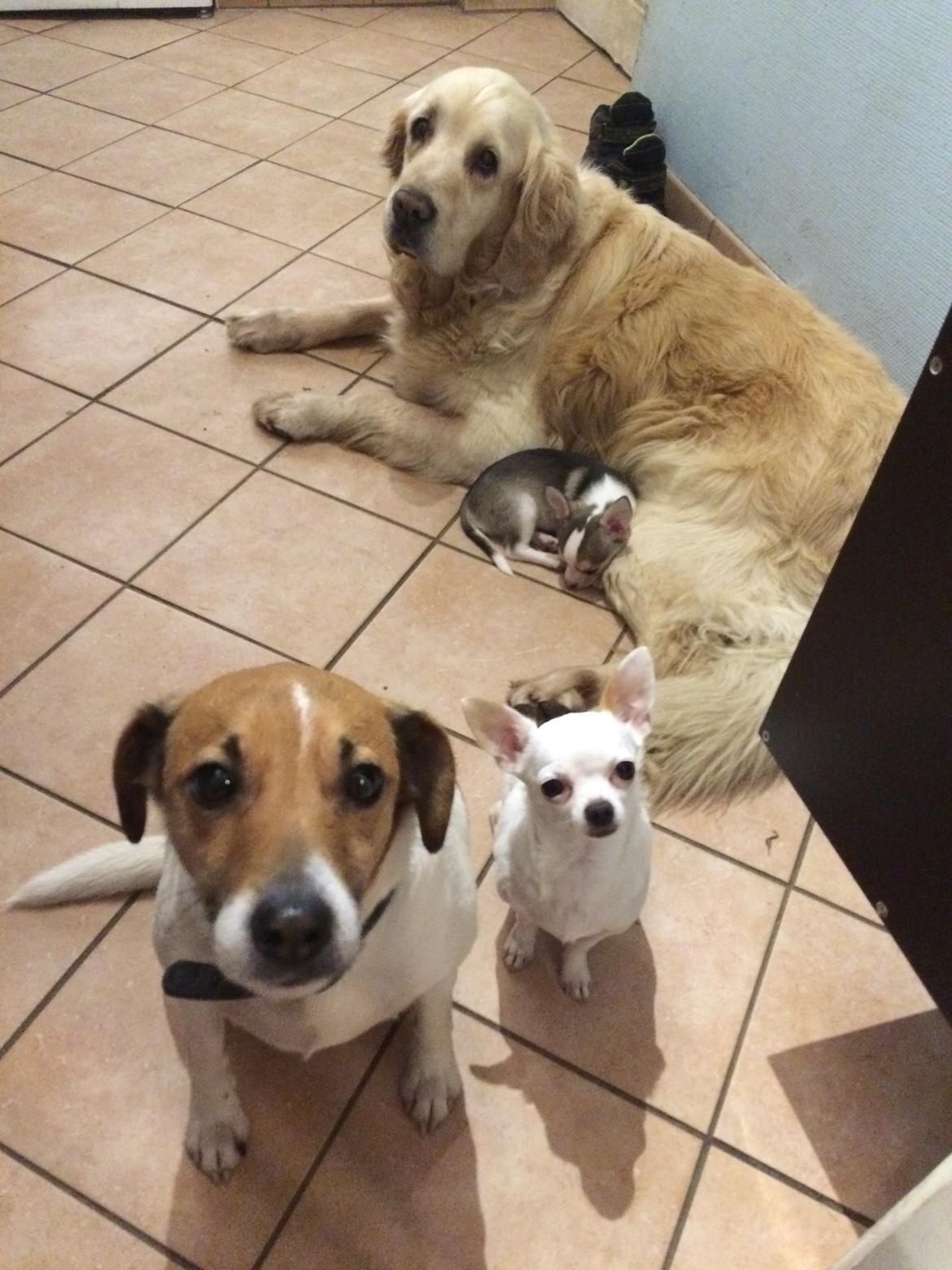 Chihuahua Huxi billede 10