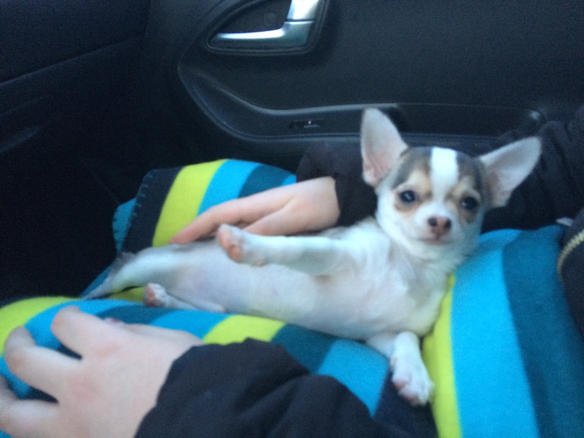 Chihuahua Huxi billede 11