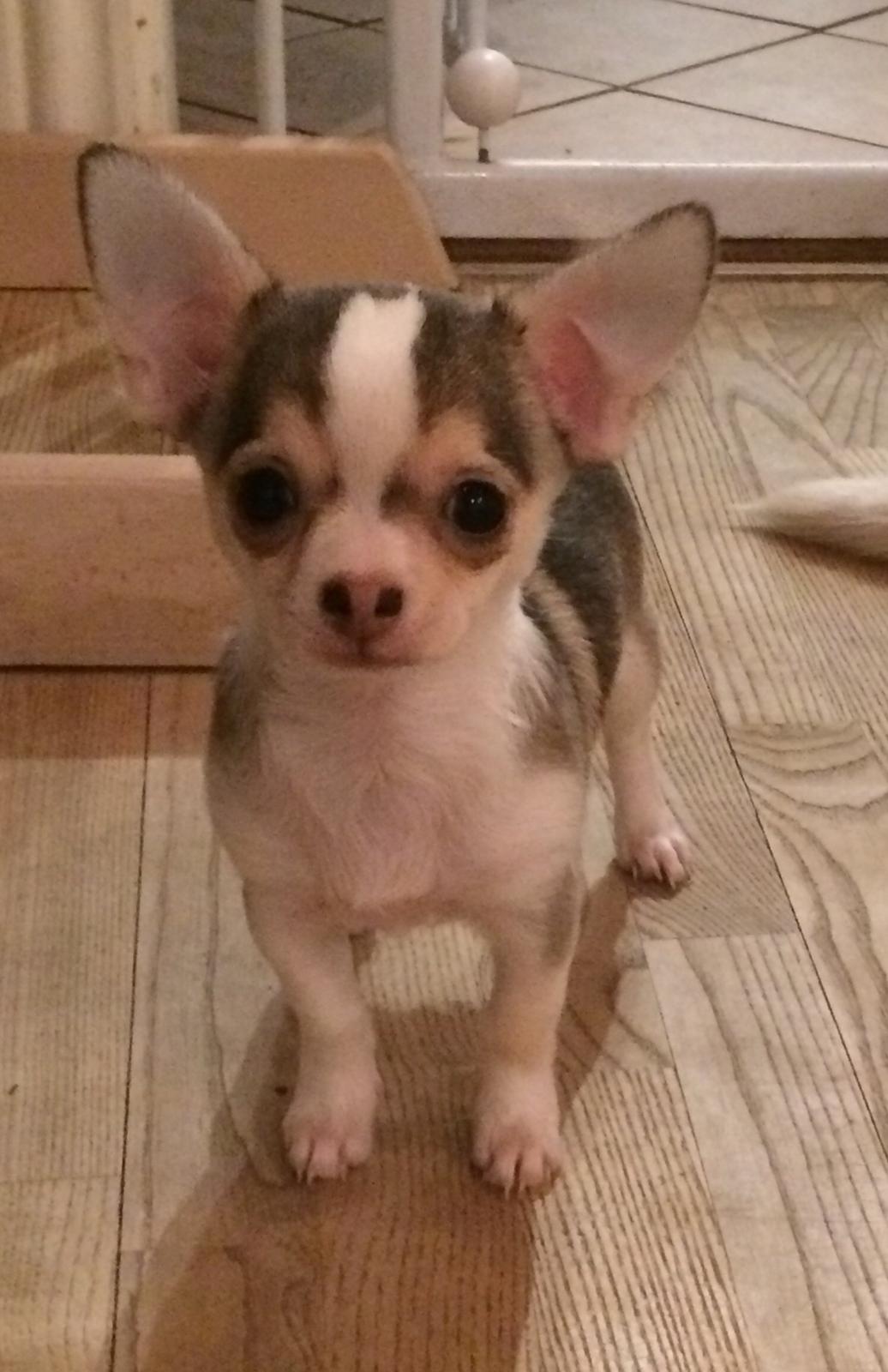 Chihuahua Huxi - Huxi, endelig min smukke husky billede 1