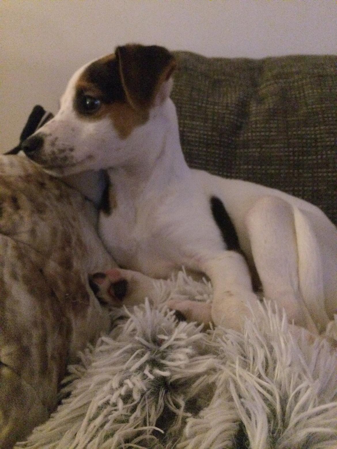 Dansk svensk gaardhund Maggie billede 11