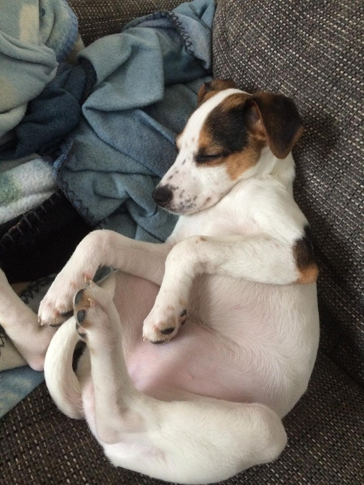 Dansk svensk gaardhund Maggie billede 14