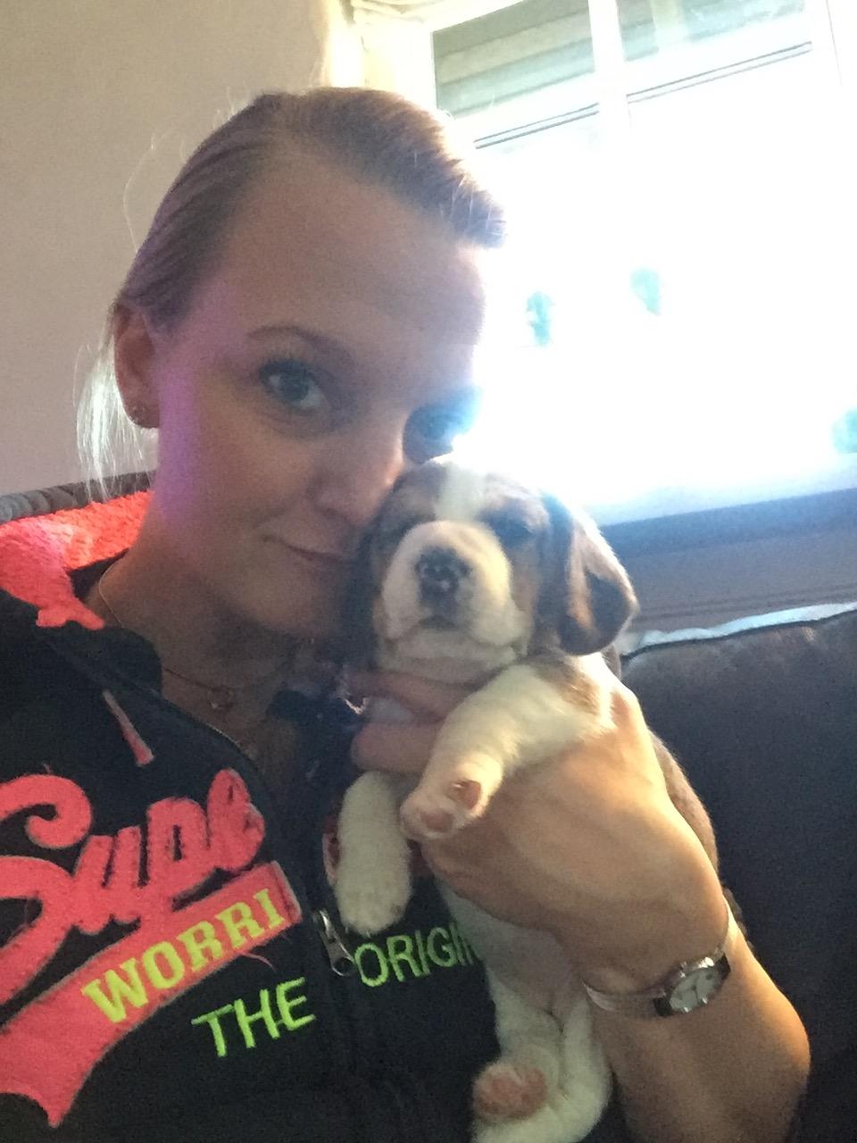 Beagle Zoey billede 1